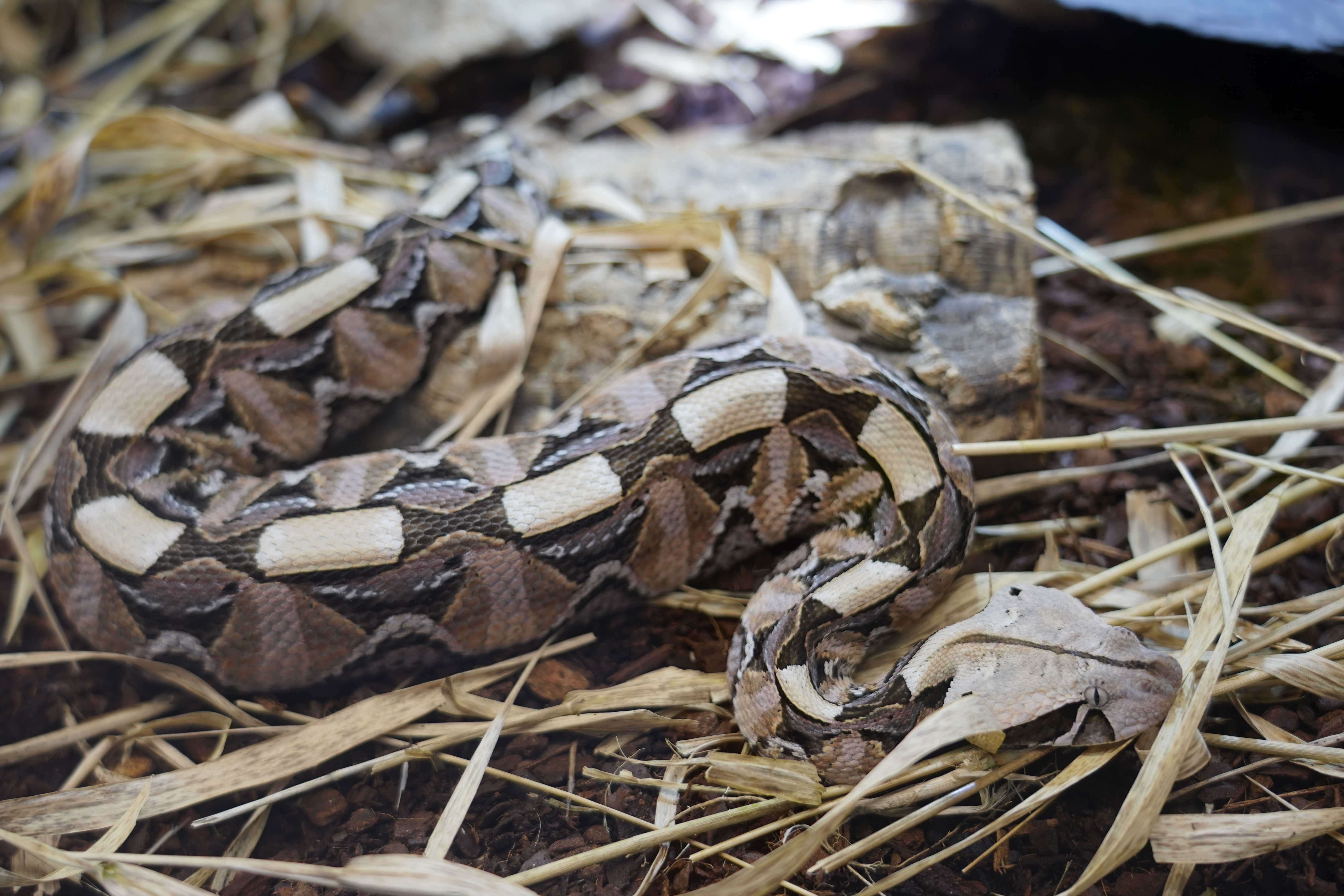 Snake-Breeder - Serpents: Bitis gabonica