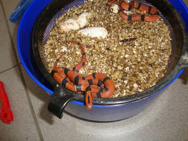 Snake-Breeder - Serpents Oreocryptophis porphyraceus pulchra