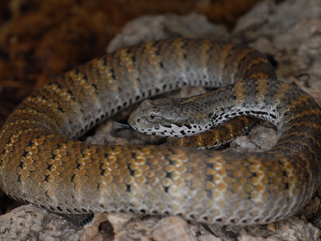 Snake-Breeder - Serpents: Acanthophis antarcticus