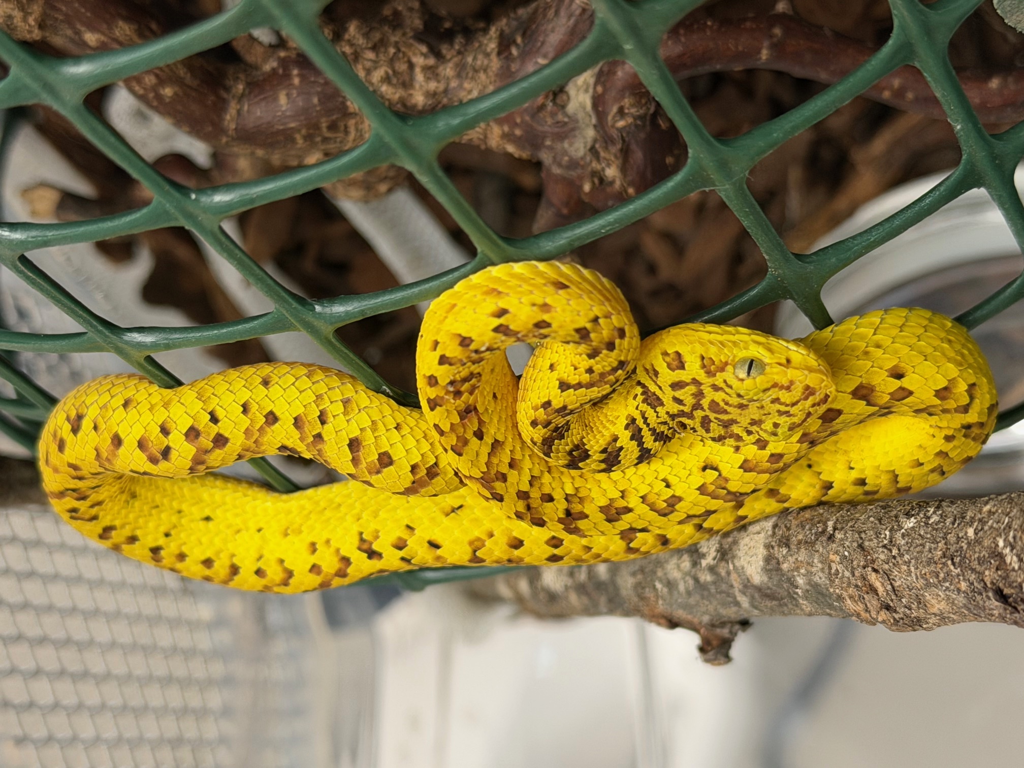 Snake-Breeder - Serpents: Trimeresurus mcgregori