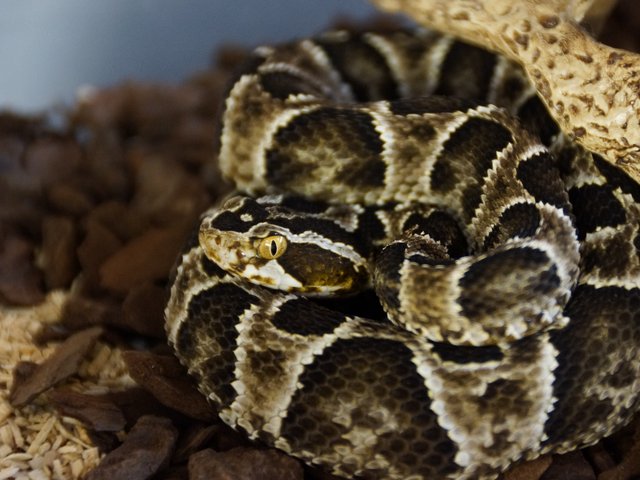 Snake-Breeder - Serpents: Bothrops barnetti