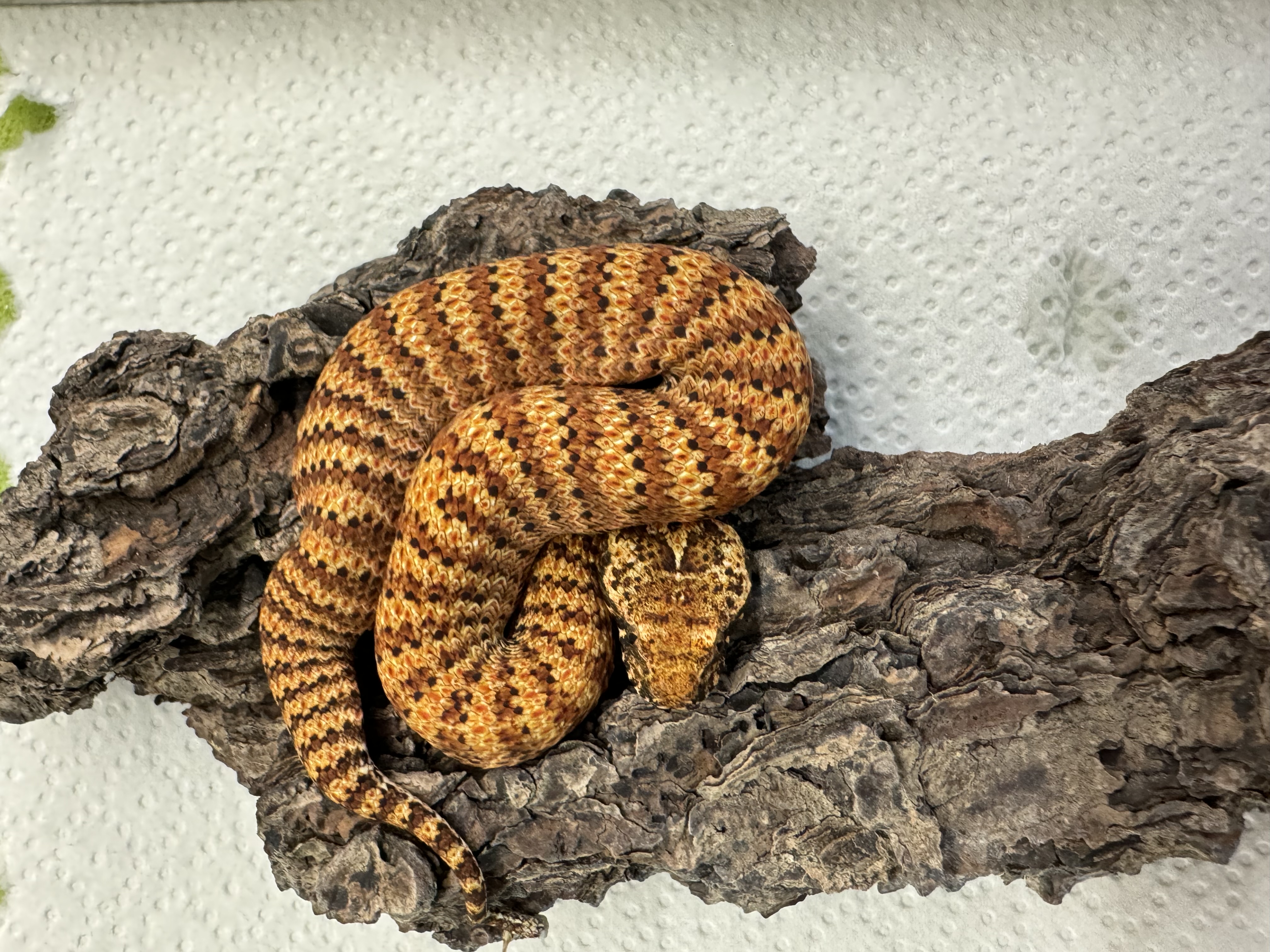 Snake-Breeder - Serpents à vendre : Acanthophis rugosus