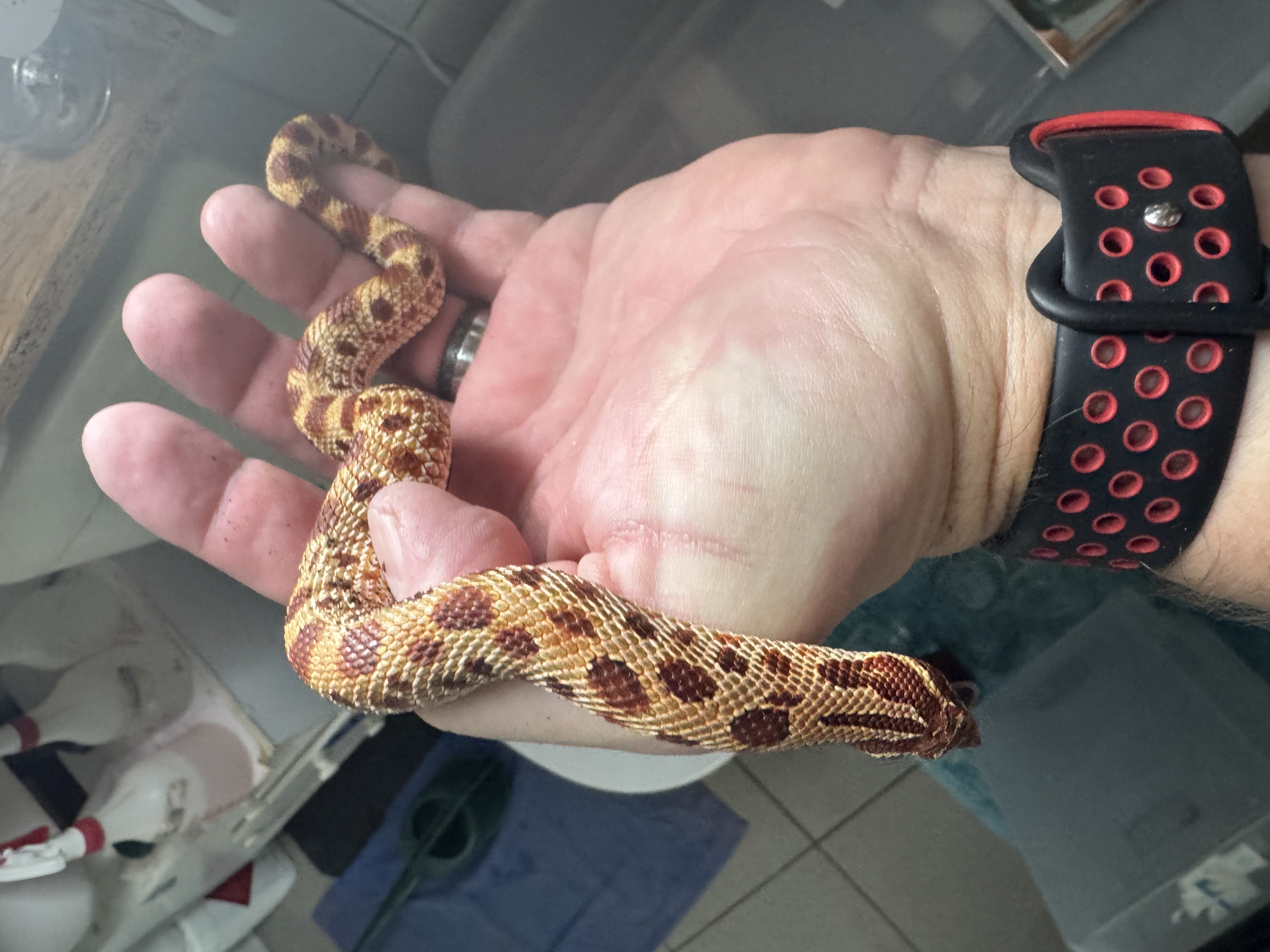 Snake-Breeder - Serpents à vendre : Heterodon nasicus