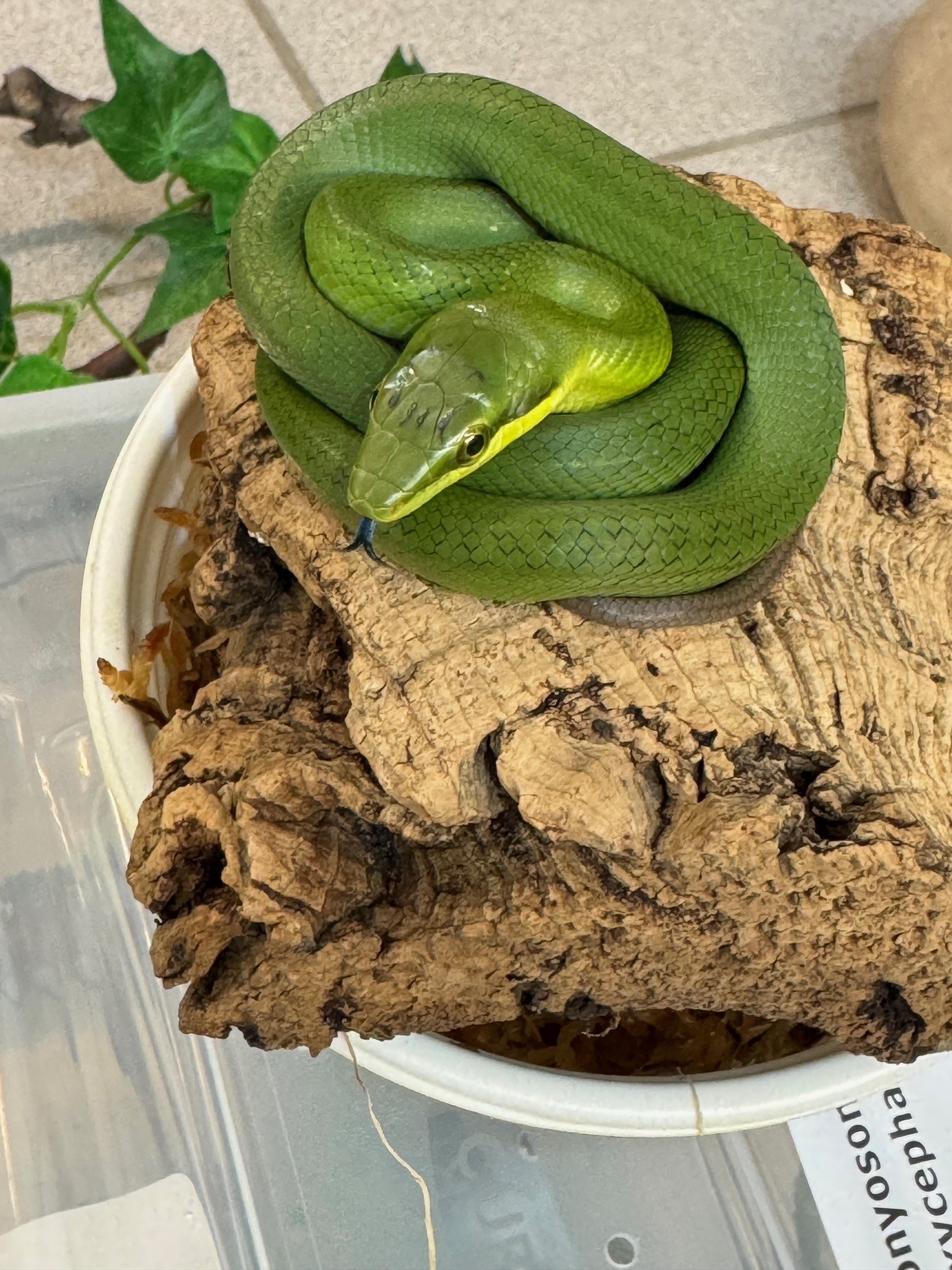 Snake-Breeder - Serpents à vendre : Gonyosoma oxycephala