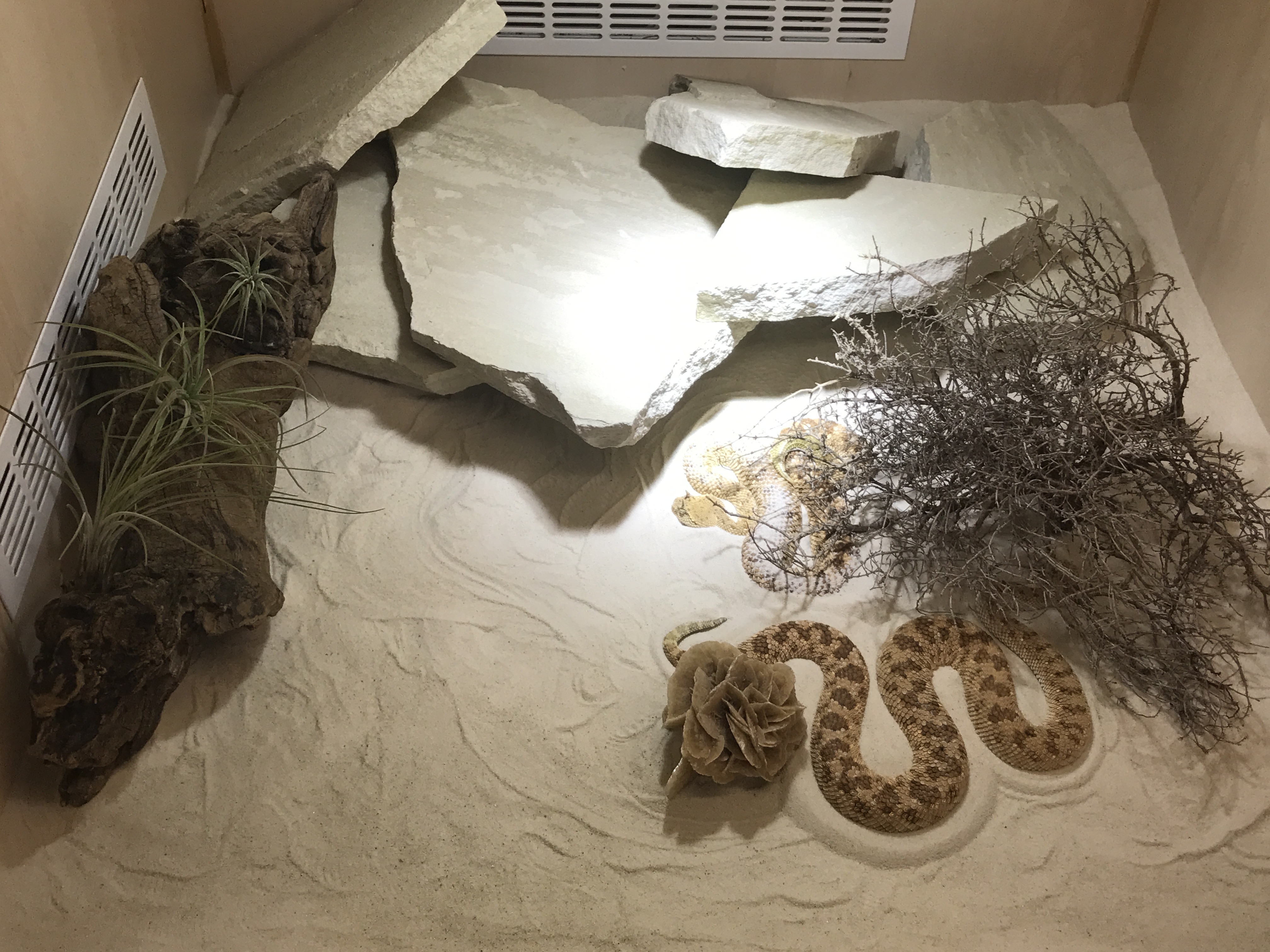 Snake-Breeder - Serpents: Cerastes gasperettii