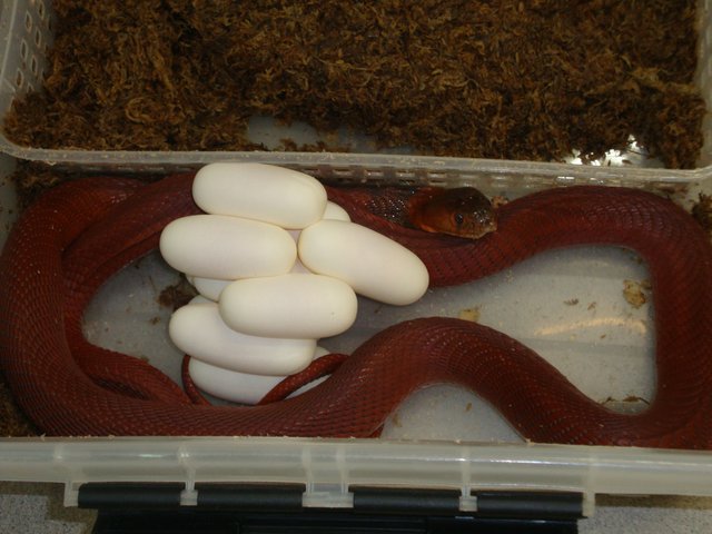 Snake-Breeder - Serpents: Naja pallida