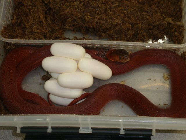 Snake-Breeder - Serpents: Naja pallida